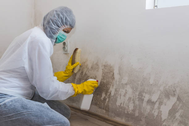 Best Mold Removal for HVAC Installations  in Le Center, MN