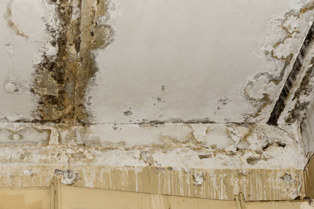 Trusted Le Center, MN Mold Removal Experts