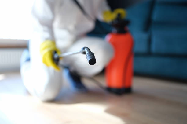 Best Black Mold Removal  in Le Center, MN