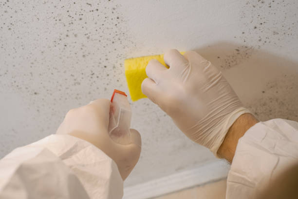 Best Mold-Related Health Consultation  in Le Center, MN