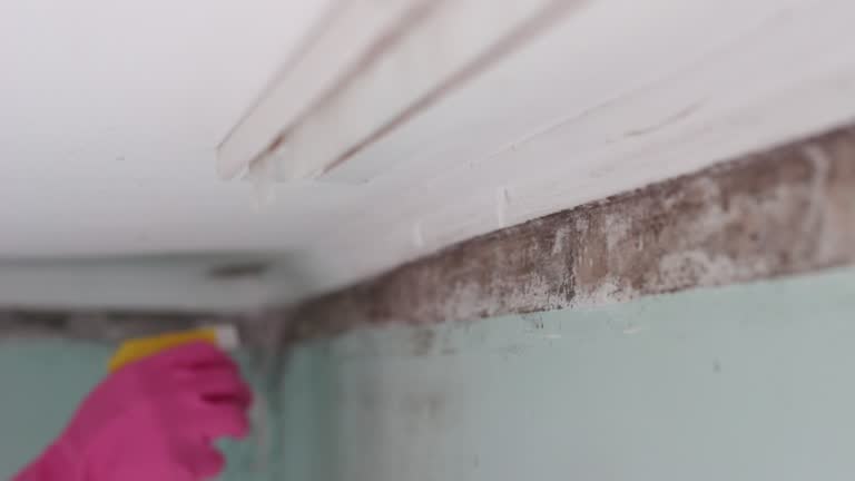 Best Emergency Mold Remediation  in Le Center, MN